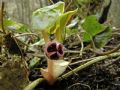 Asarum europaeum